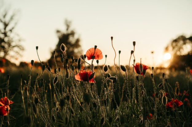 champ-coquelicots